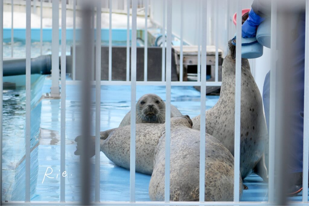 こちらを見つめるアザラシ