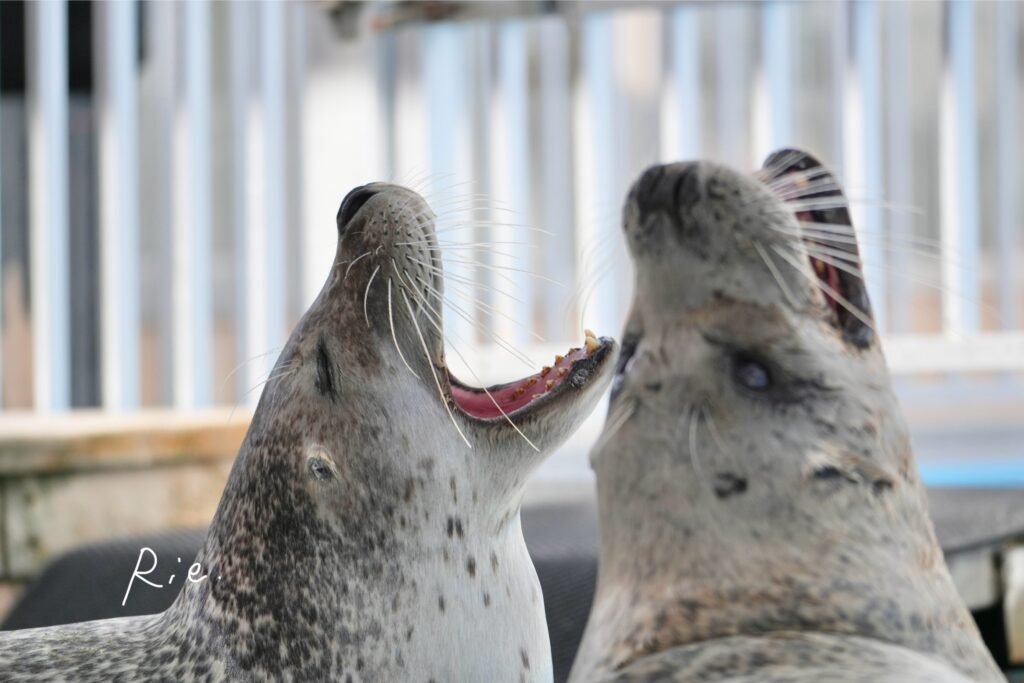口を開けるアザラシ