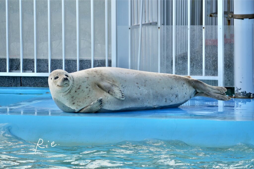 毛が乾いているアザラシ