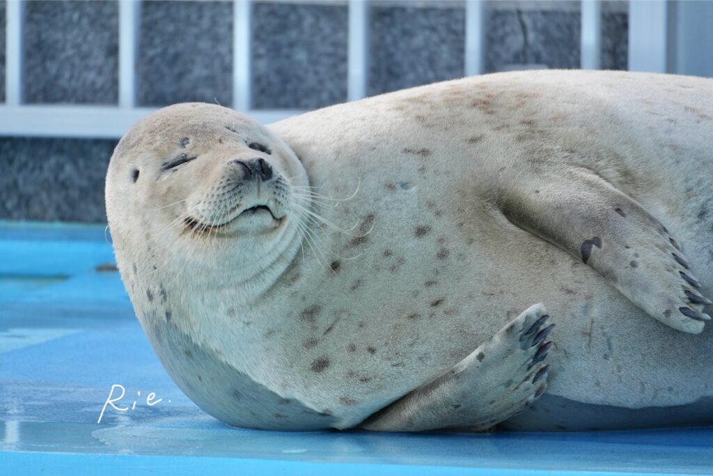リラックス顔のアザラシ