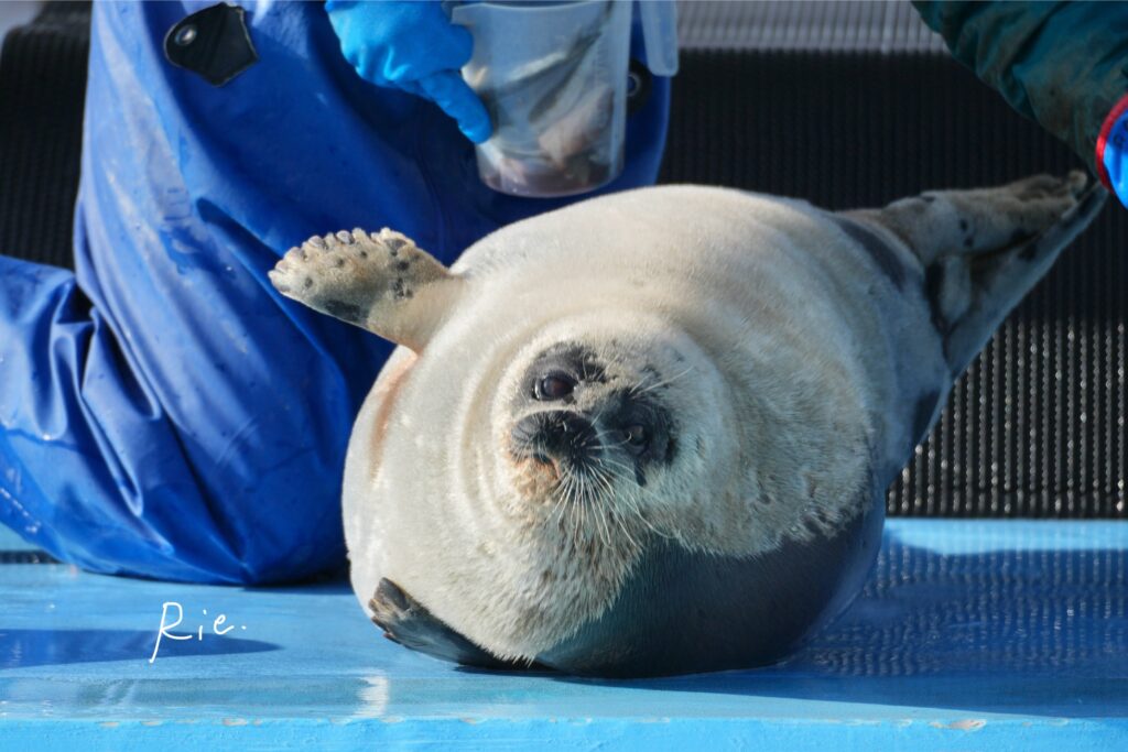 小さい子が芸をしている様子