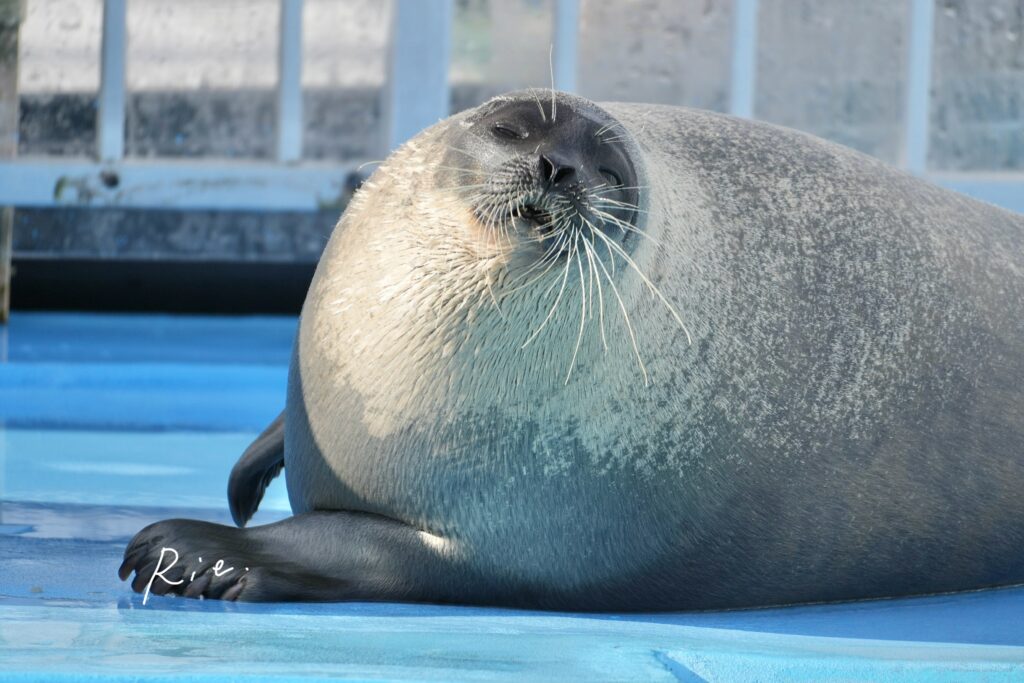 巨体のアザラシ