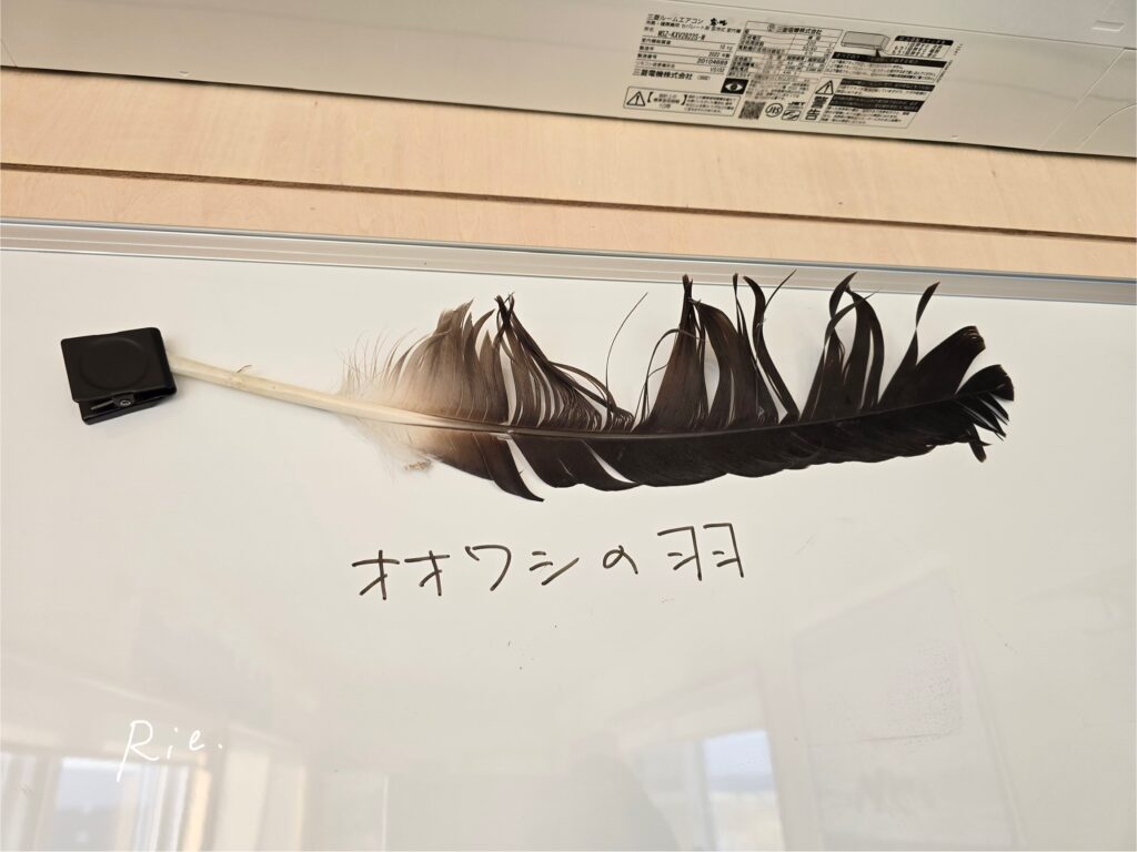 オオワシの羽