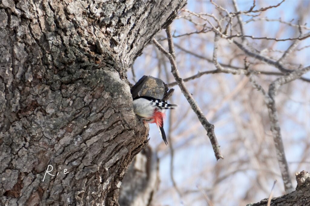木の穴に突っ込むアカゲラ