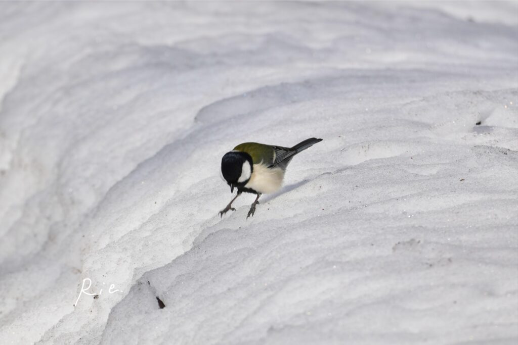 雪の上を歩くシジュウカラ