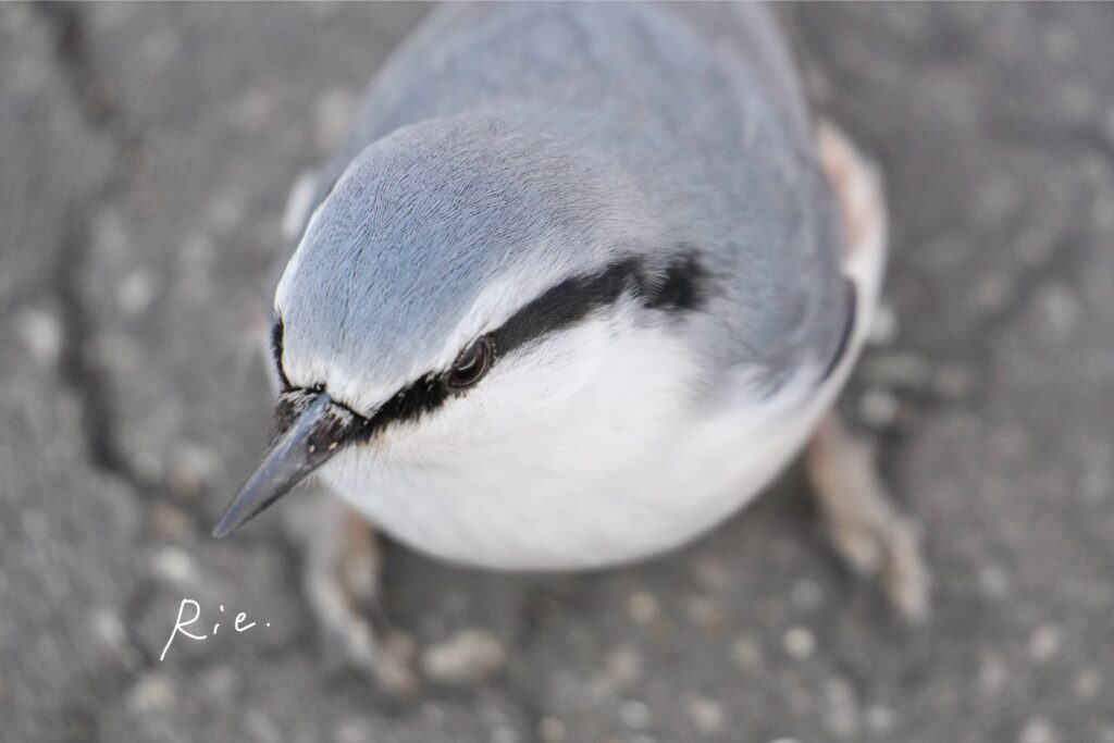 ゴジュウカラのアップ