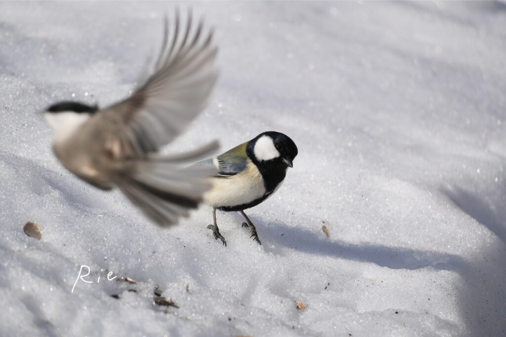 シジュウカラと見切れてきた鳥