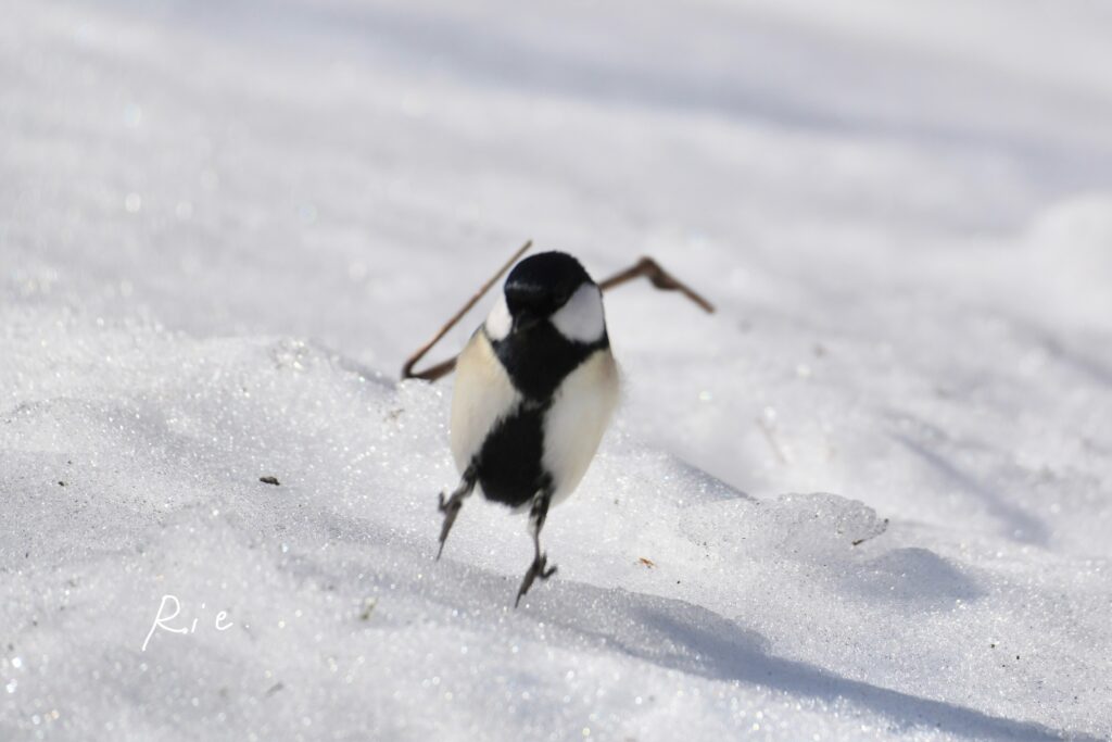走っているように見えるシジュウカラ