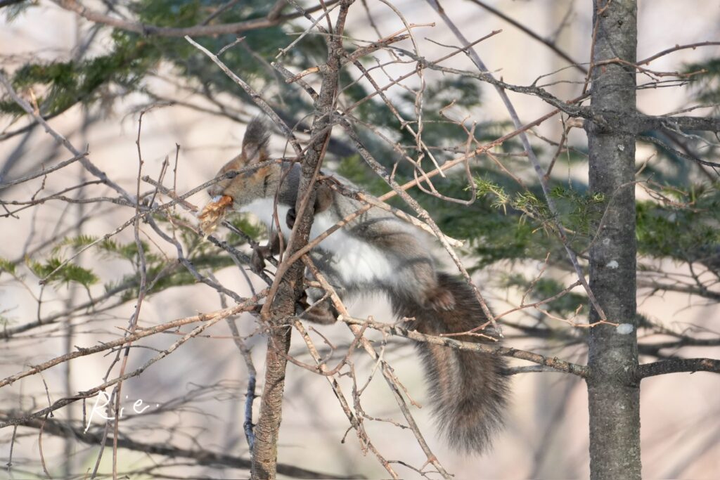 ご飯を咥えて移動中のエゾリス