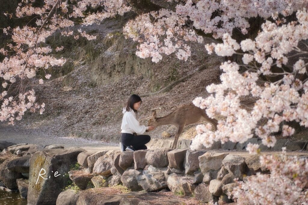 浮見堂付近の桜と鹿との写真