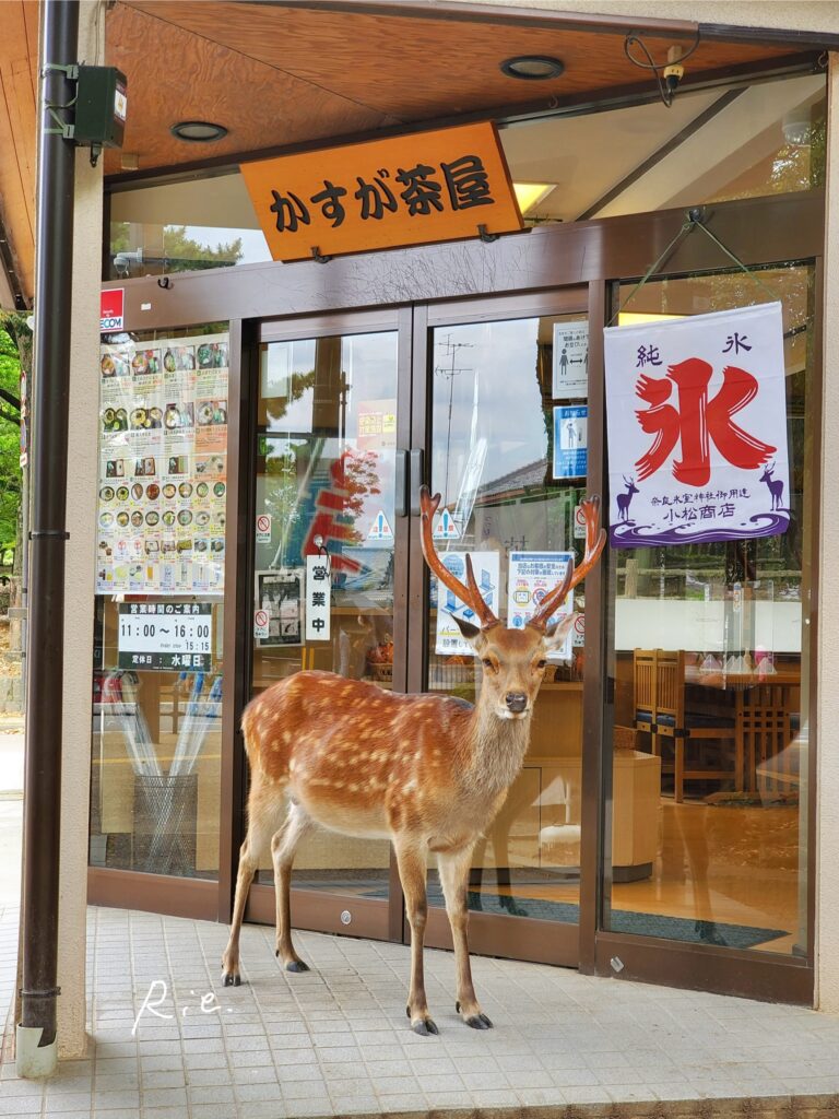 夏毛の雄鹿さん