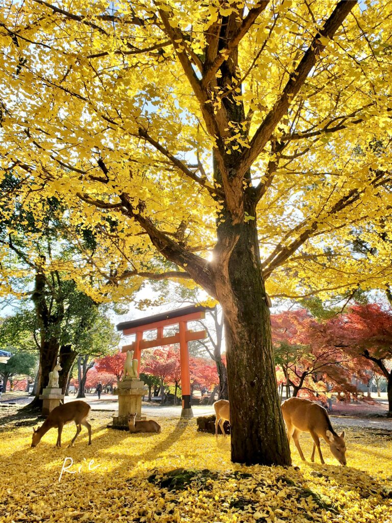 睡神社のイチョウと鹿さん