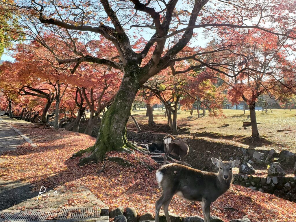 吉城川の紅葉と鹿さん