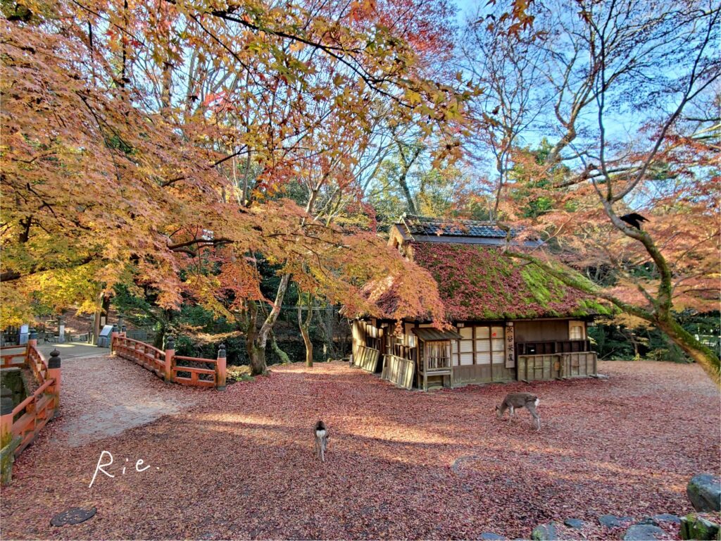 水谷茶屋の紅葉と鹿さん
