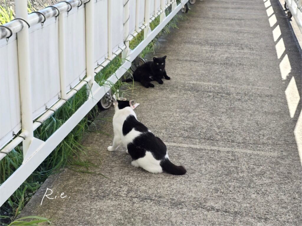 乗り場付近にいた猫ちゃん