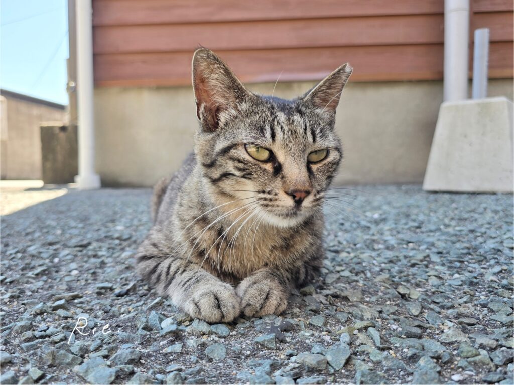 猫ちゃん