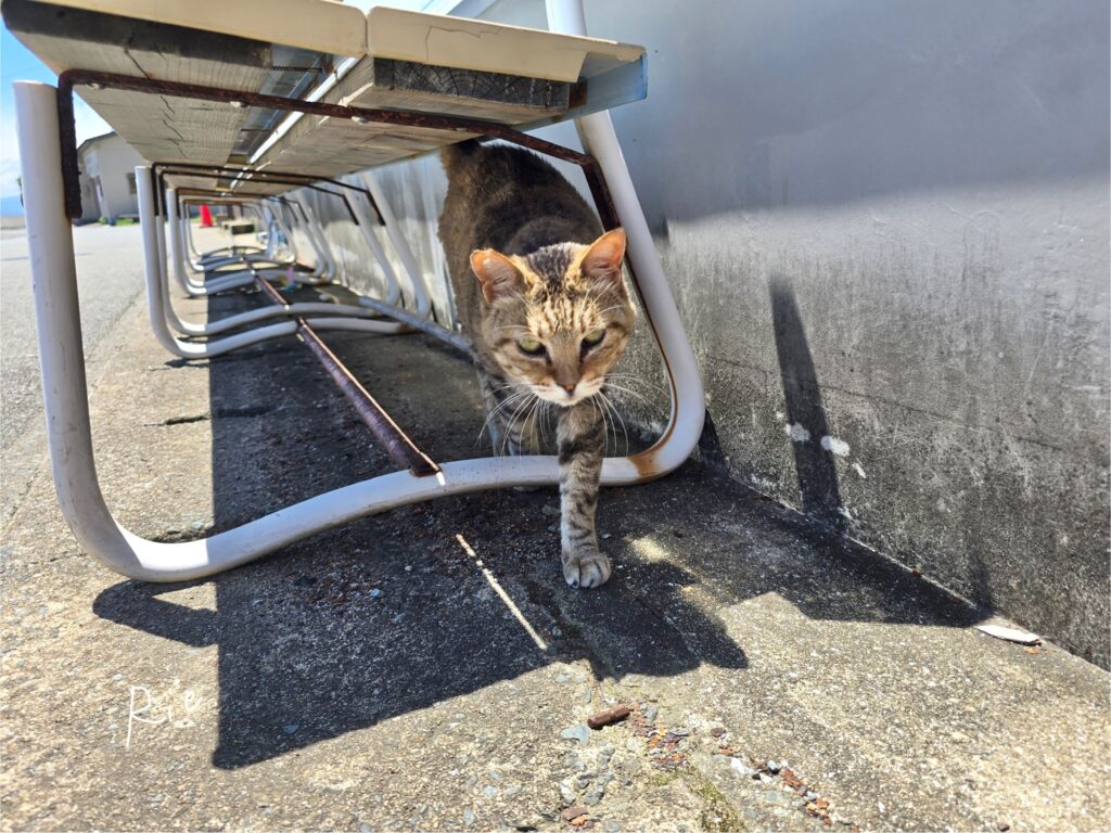 猫ちゃん