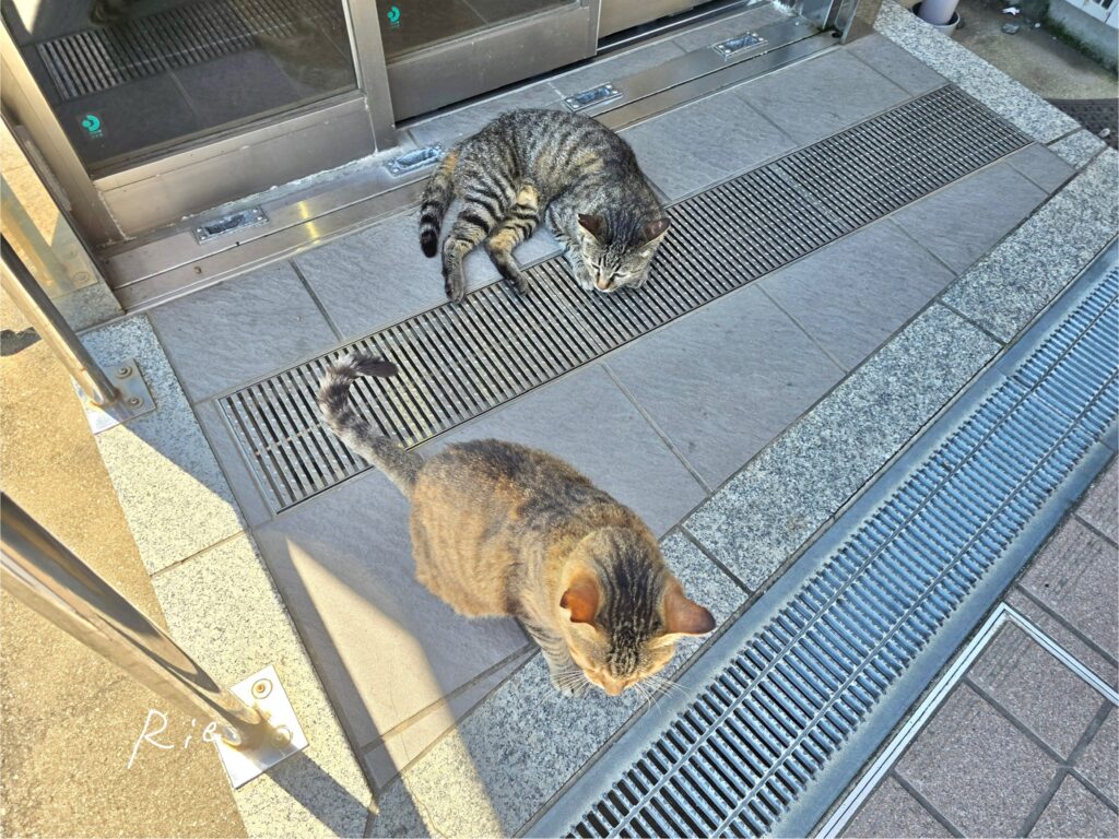 猫ちゃん