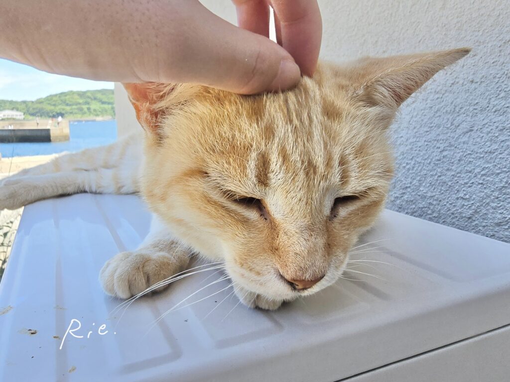 猫ちゃん