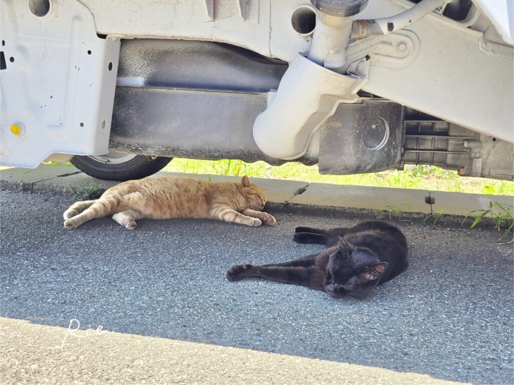 猫ちゃん