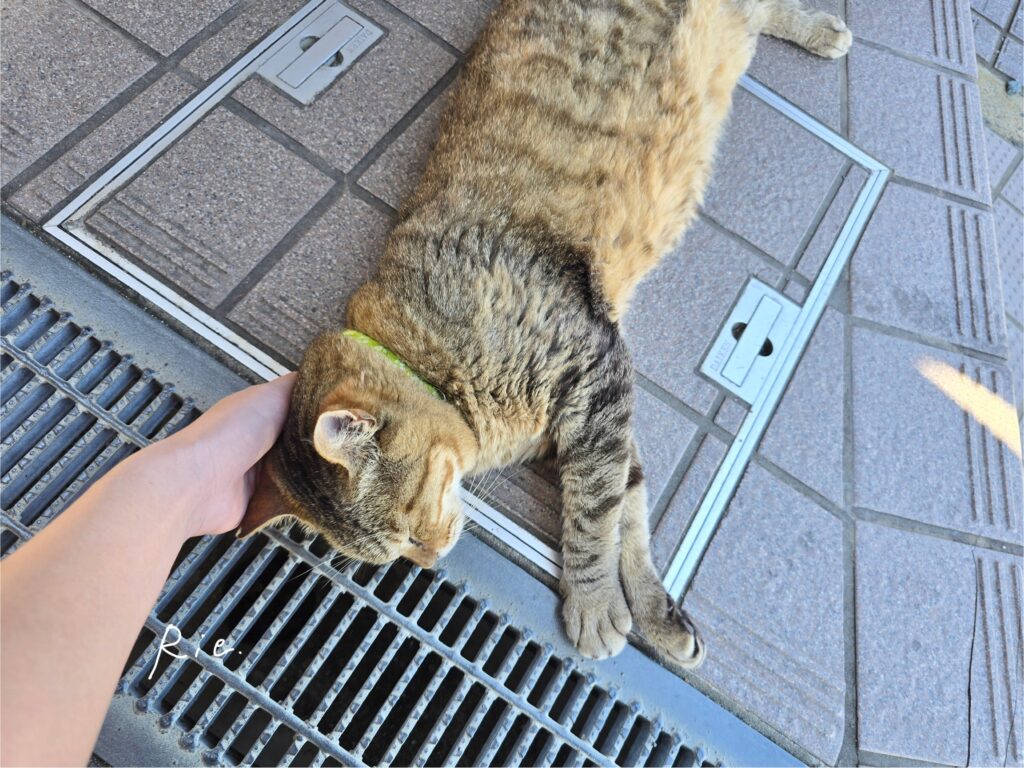 猫ちゃん
