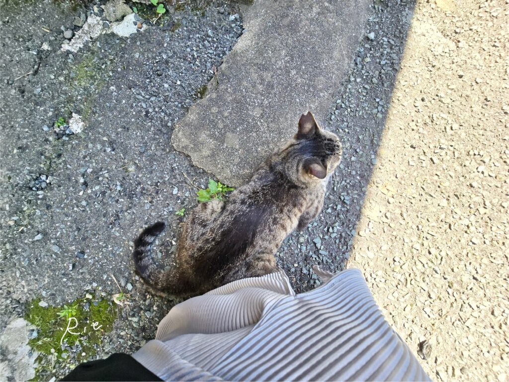猫ちゃん