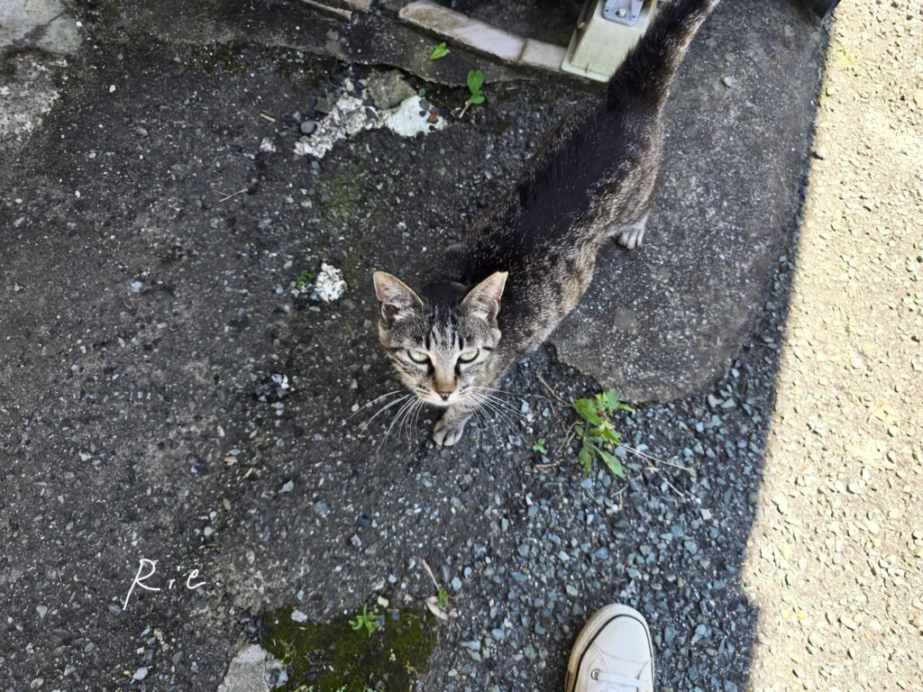 猫ちゃん