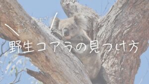 これで発見数が劇的にアップ!野生コアラの見つけ方
