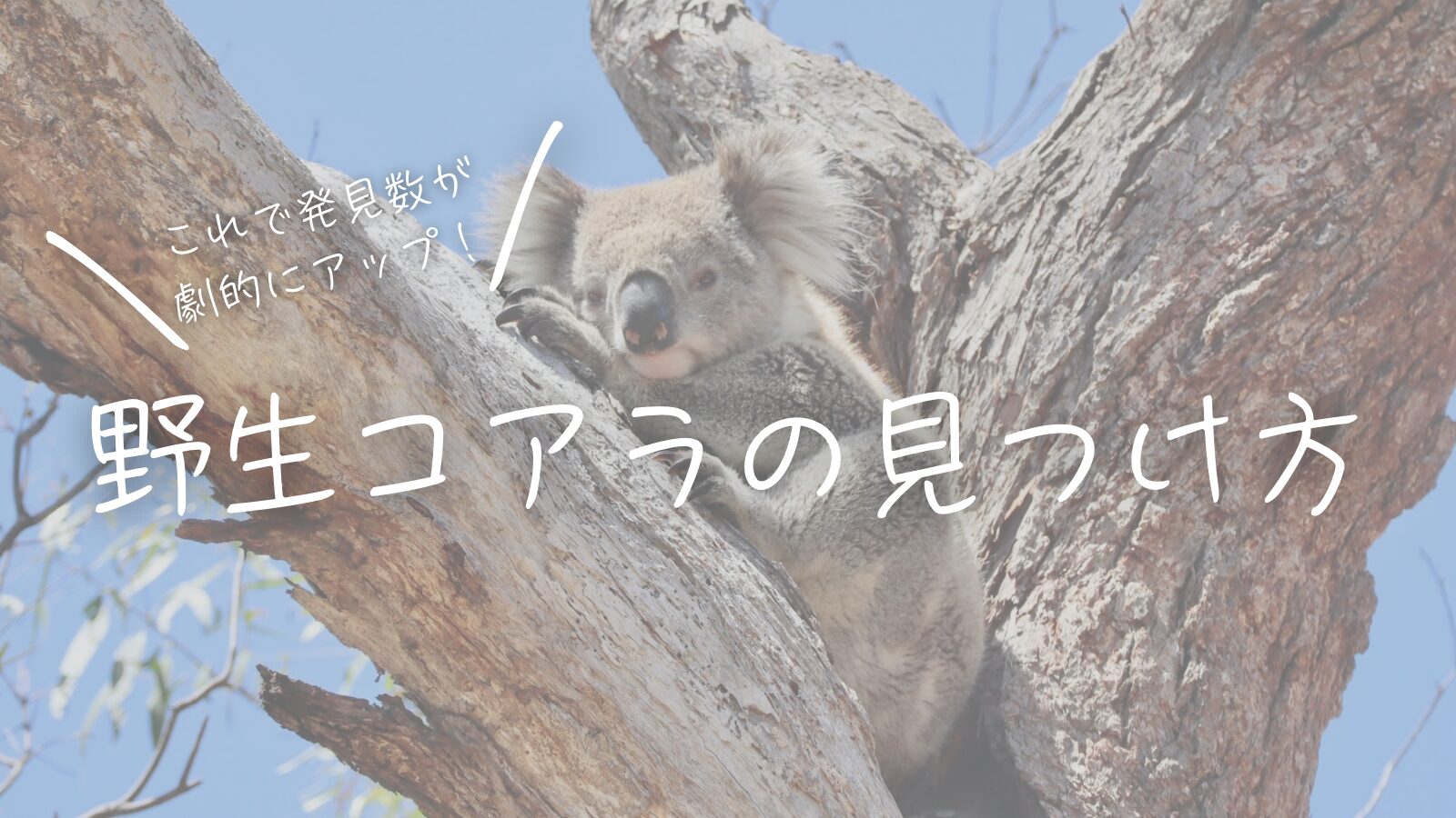 これで発見数が劇的にアップ！野生コアラの見つけ方