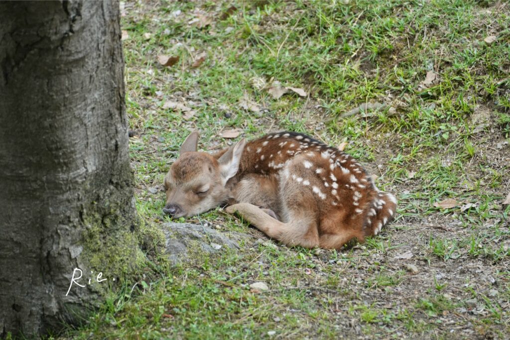 眠っている子鹿