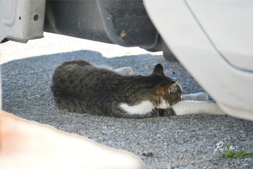 猫ちゃん