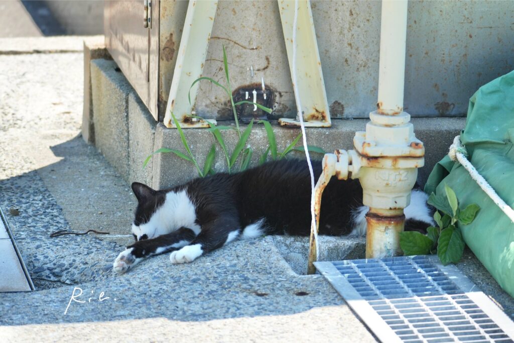 猫ちゃん