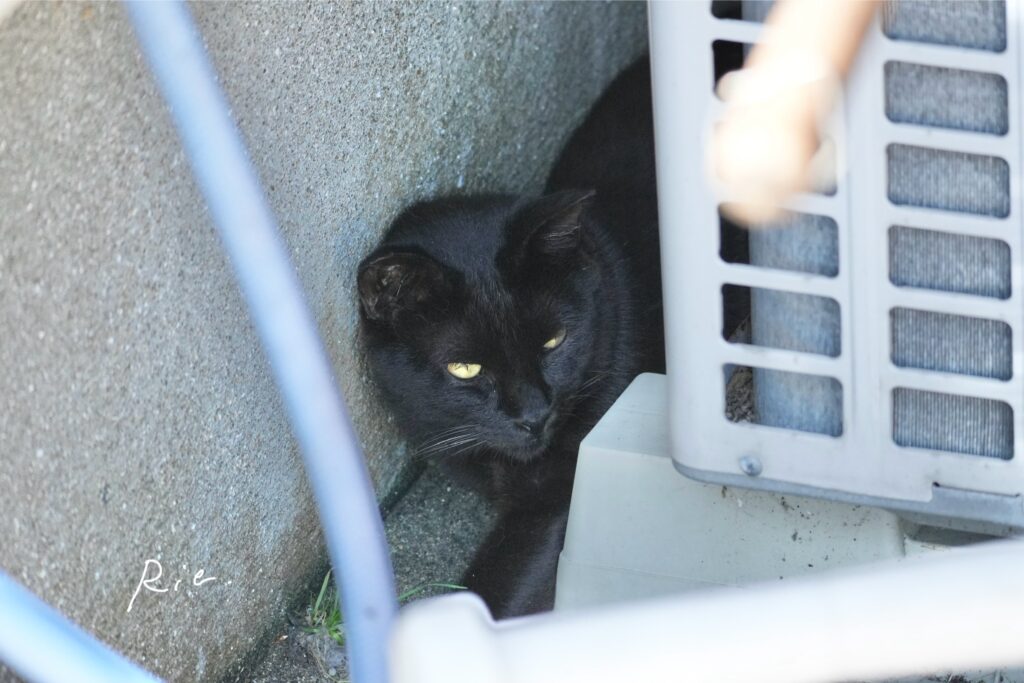 猫ちゃん