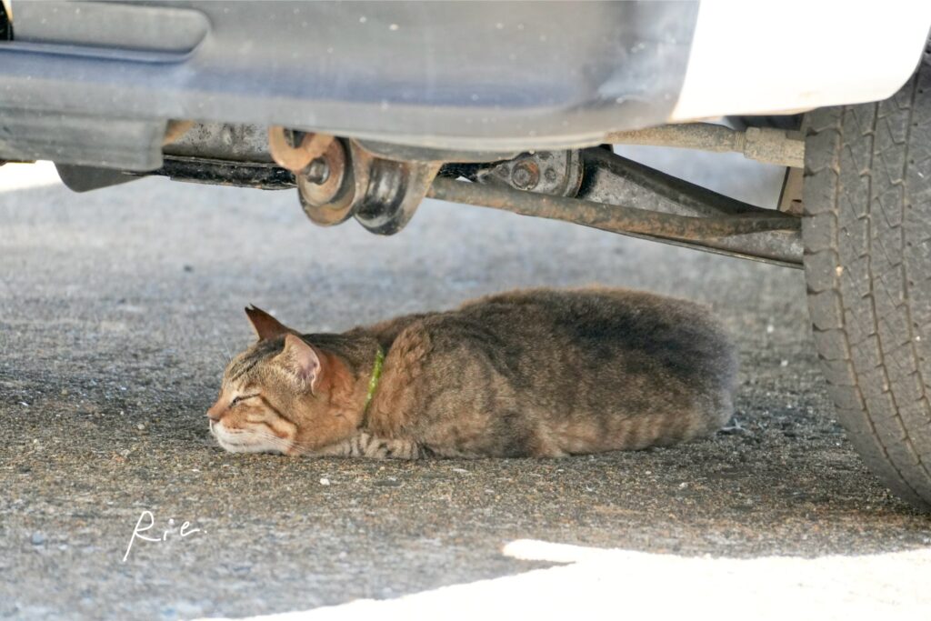猫ちゃん