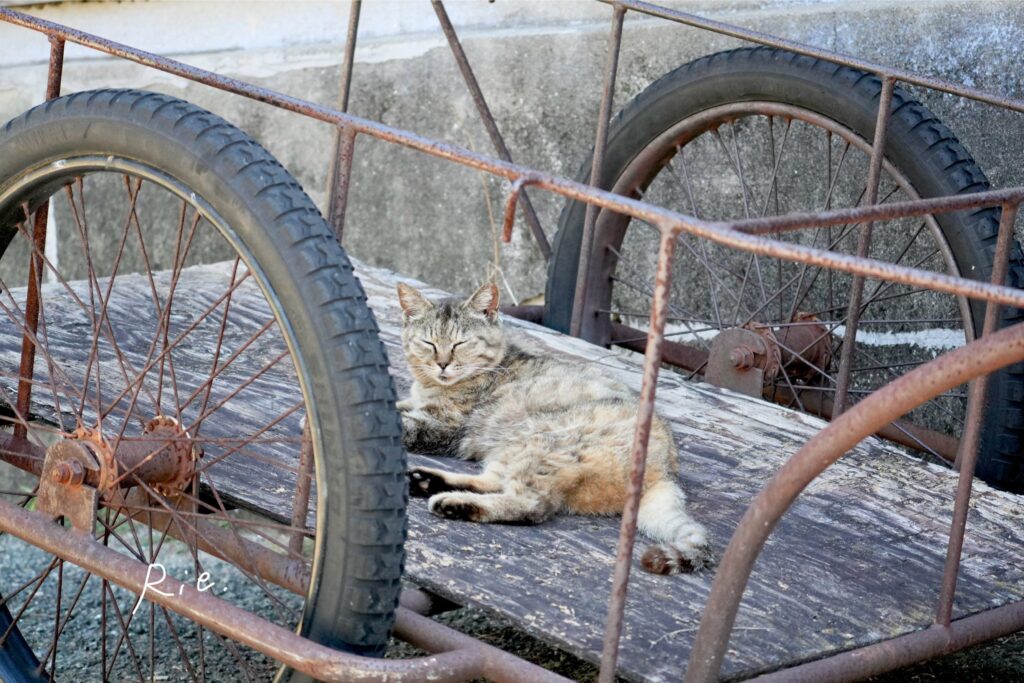 猫ちゃん