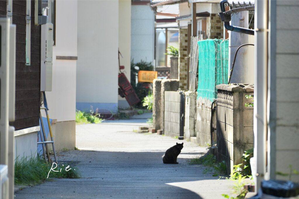 猫ちゃん