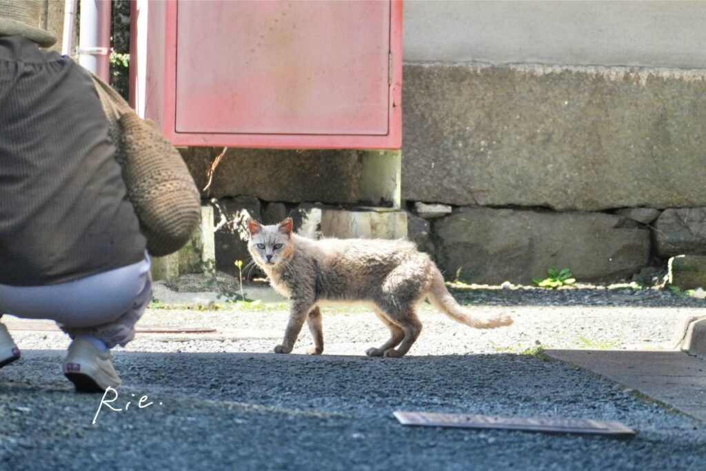 猫ちゃん