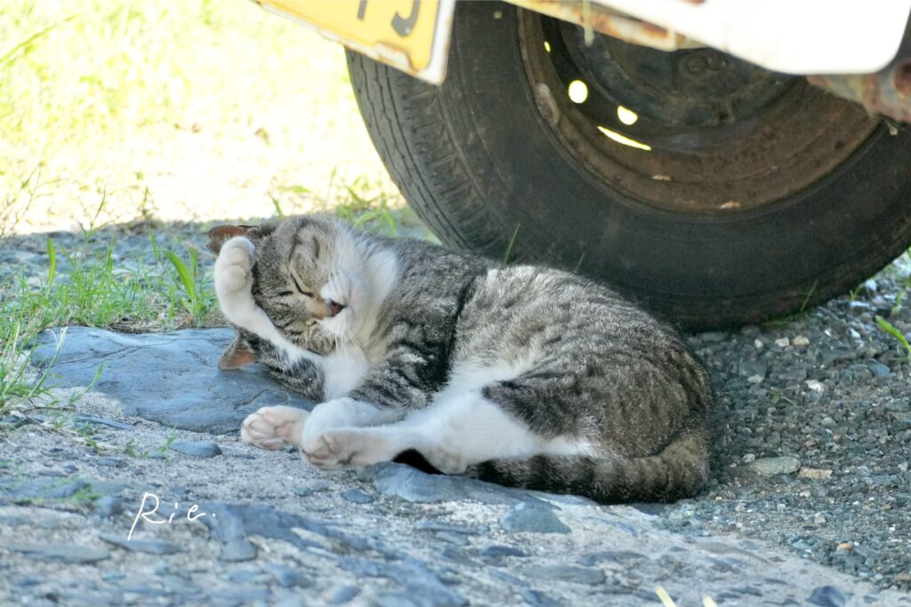猫ちゃん