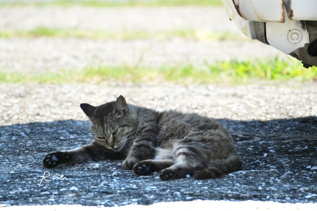 猫ちゃん