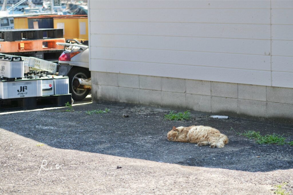 猫ちゃん