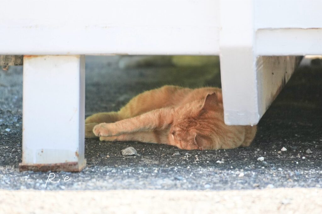 猫ちゃん