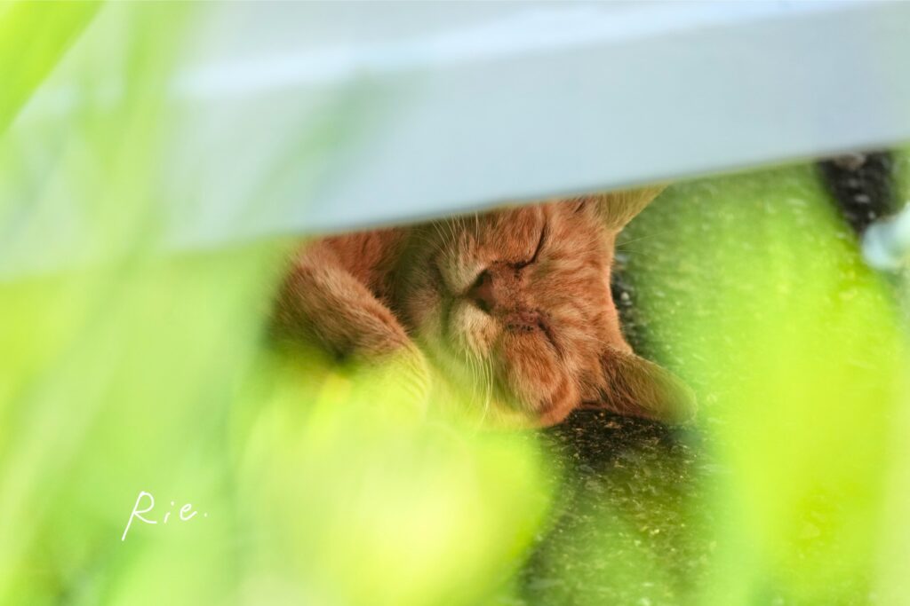 猫ちゃん