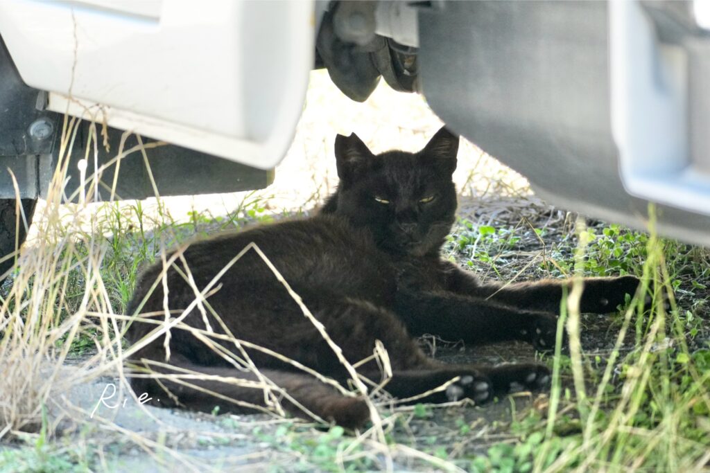 猫ちゃん