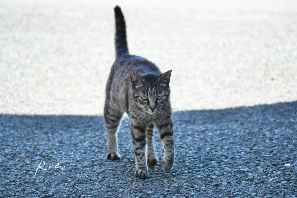 猫ちゃん