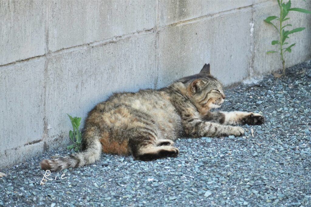 猫ちゃん