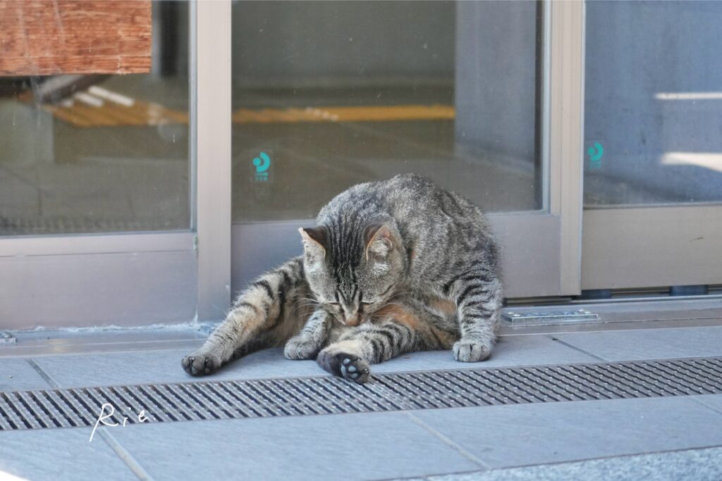 猫ちゃん