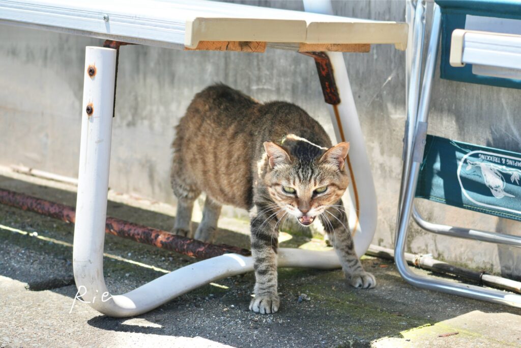 猫ちゃん