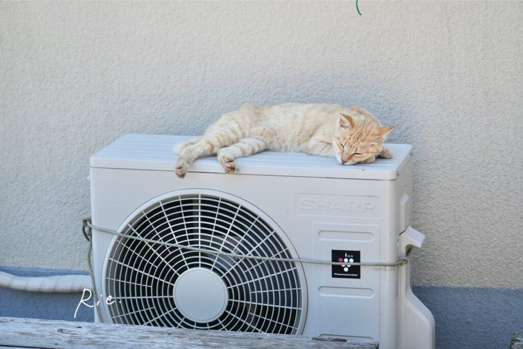 猫ちゃん