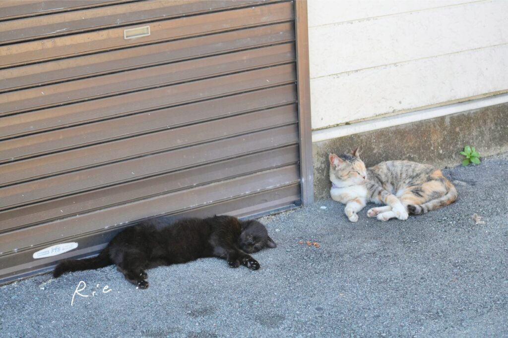 猫ちゃん