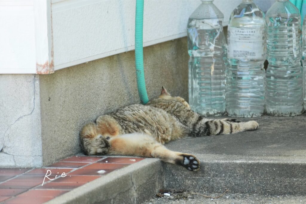 猫ちゃん